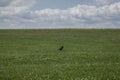 Meadows - Salisbury plain/the crow.