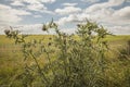 Meadows - Salisbury plain/the thistle plant.