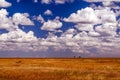 Meadows serengeti Royalty Free Stock Photo
