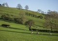 Meadows, sheep and blue sky, Peak District, England. Royalty Free Stock Photo