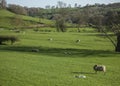 Meadows and sheep, Peak District, England, the UK. Royalty Free Stock Photo