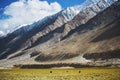 Meadows and snow mountain range Ladakh ,India Royalty Free Stock Photo