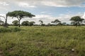 Meadows of Tanzania Royalty Free Stock Photo