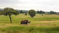 Meadows of Tanzania Royalty Free Stock Photo