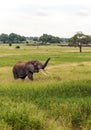 Meadows of Tanzania with elephant