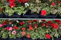 Meadowside orange pelargonium in pots. Agricultural exhibition. Royalty Free Stock Photo