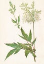 Meadowsweet. Family Rosaceae.