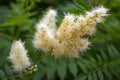 Meadowsweet Filipendula ulmaria blooms, closeup top view.