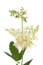 Meadowsweet Filipendula ulmaria isolated on white background