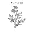 Meadowsweet Filipendula ulmaria , medicinal plant