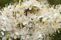 Meadowsweet flowers, Filipendula ulmaria
