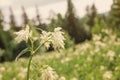 Meadowsweet flowers grow in wild meadow on a hill. A valuable medicinal plant and herbal concept