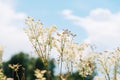 Meadowsweet, or Labaznik lat. FilipÃÂ©ndula is a genus of perennial grasses of the Rosaceae family.