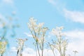 Meadowsweet, or Labaznik lat. FilipÃÂ©ndula is a genus of perennial grasses of the Rosaceae family.