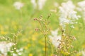 Meadowsweet, or Labaznik lat. FilipÃÂ©ndula is a genus of perennial grasses of the Rosaceae family.