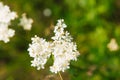 Meadowsweet, or Labaznik lat. FilipÃÂ©ndula is a genus of perennial grasses of the Rosaceae family.