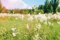 Meadowsweet, or Labaznik lat. FilipÃÂ©ndula is a genus of perennial grasses of the Rosaceae family.