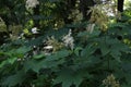 Meadowsweet ( Latin name Filipendula camtschatica