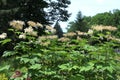 Meadowsweet ( Latin name Filipendula camtschatica