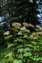 Meadowsweet ( Latin name Filipendula camtschatica