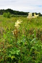 Meadowsweet or Mead Wort - Filipendula ulmaria