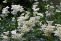 Filipendula ulmaria white meadowsweet flowers