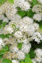 The meadowsweet Spiraea chamaedryfolia L.. Inflorescences close-up