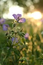 Meadowy Flowers in sunset Royalty Free Stock Photo