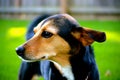 Meagle-Min-Pin Beagle Mixed Breed Dog