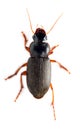 Meal-beetle - Tenebrio molitor