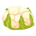 Meal cauliflower icon cartoon vector. Cabbage food