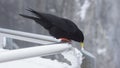 Meal of a nice black bird in winter and deep white snow