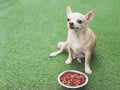 Portrait of brown short hair Chihuahua dog sitting on green grass beside dog food bowl and refuse food.. Pet`s health or behavior Royalty Free Stock Photo