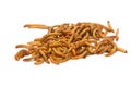 Meal worms, animal meal Royalty Free Stock Photo
