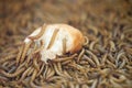 Meal worms on bread Royalty Free Stock Photo