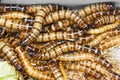 Meal worms Royalty Free Stock Photo