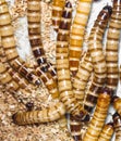 Meal worms Royalty Free Stock Photo