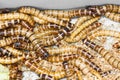 Meal worms Royalty Free Stock Photo