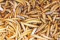 Meal worms Royalty Free Stock Photo