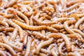 Meal worms larvae Royalty Free Stock Photo