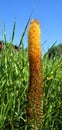 The Mealie Heath is a rare one, clinging on for survival