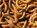 Mealworm abstract close up