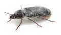 Mealworm beetle, Tenebrio molitor covered in wheat flour photographed on white background