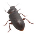 Mealworm beetle, Tenebrio molitor isolated on white background