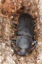 Mealworm beetle (Tenebrio opacus)