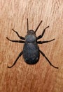 A mealworm beetles on wood Royalty Free Stock Photo