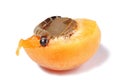 Superworm eating apricot isolated