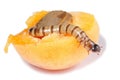 Superworm eating apricot isolated