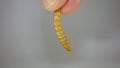 Mealworm. Exotic vet, Biologist holding insect. stages of mealworms, larva