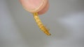 Mealworm. Exotic vet, Biologist holding insect. stages of mealworms, larva